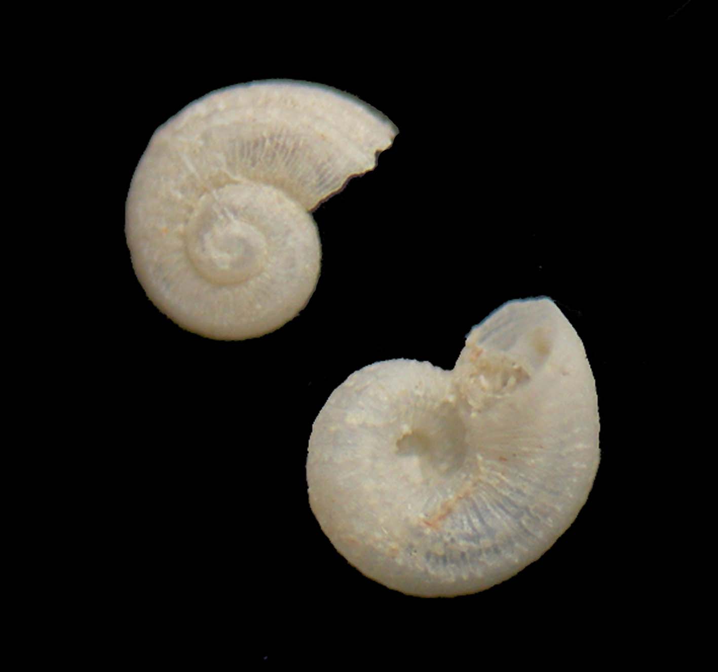 skeneoides exilissimum e ..........